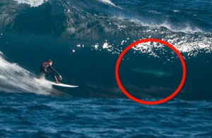 Surfer Fergal Smith catches a \'tube\' completely unaware he is sharing the wave with a Great White Shark
