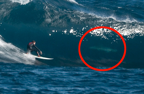 shark following surfer in wave