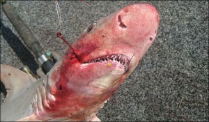 The shark that attacked Geoff Johnson in his own boat shark 682 615449a 300x175 Unlucky Fisherman Attacked By Shark On His Own Boat