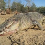Shooting this crocodile was a mistake - his angry, massive, friend has sworn a blood oath of revenge against Australians Shooting this crocodile was a mistake - his angry, massive, brother has sworn a blood oath of revenge against Australians