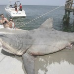 Extremely Large Bull Shark This magnificent beast of a bull shark is precisely what you should fear beneath.