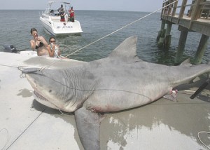 This magnificent beast of a bull shark is precisely what you should fear beneath.
