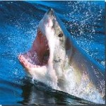Blue Reef Aquarium Wants To Raise Awareness Of Huge Man-Eating Great White Sharks Off UK Coast