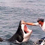 Great White Shark Sightings Abound in Australia This is not a great idea, nor does it have anything to do with this article other than the Great White Shark