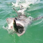 A Juvenile Great White Shark Doing What It Does Best A Juvenile Great White Shark Doing What It Does Best