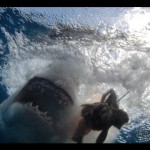 This great white shark was snapped from the safety of a cage