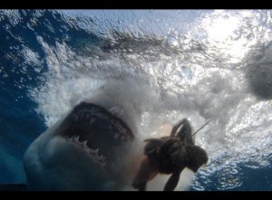 Great White Shark Bares Teeth Inches From The Cage This great white shark was snapped from the safety of a cage