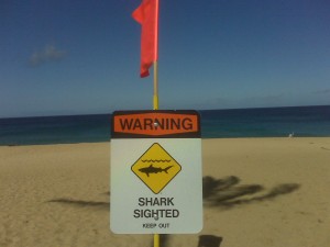 Shark Sightings At Waimea Bay <strong>The shocking picture</strong> of a shark sighting sign posted at Waimea Bay