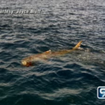 Tiger Shark Feasting on a Goat Tiger Shark Feasting on a Goat