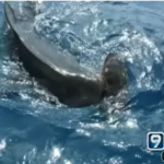 Tiger Shark Feasts On Turtle Intestines This tiger shark savaged a delicious turtle