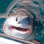 Atlantic Sharks Facing Extinction Atlantic Sharks Facing Extinction