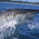 Great White Shark Breaching off South Africa A Great White Shark breaching