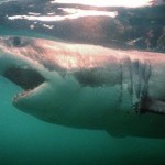 The magnificent Great White Shark travels long distances to mate
