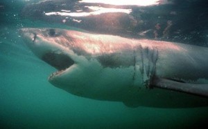 The magnificent Great White Shark travels long distances to mate