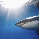 Great White Shark Wants To Eat You A Great White Shark