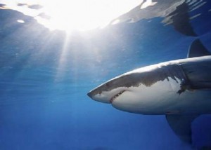 Would you like to be food for a Great White Shark
