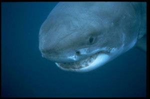 Great White Shark Near Bixby Ranch, CA whiteshark 300x199 Great White Sharks Invade Santa Barbara