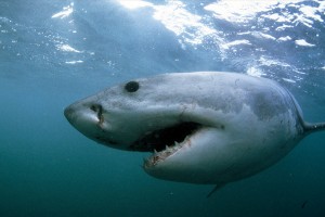 Great White Shark Patrolling Hollister Ranch, California great white shark gansbaai 703796 sw 300x200 Great White Sharks Invade Santa Barbara