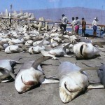 The Brutal Shark Finning Industry Wholesale massacre of sharks. When will it stop?