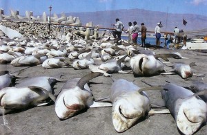 Wholesale massacre of sharks. When will it stop?