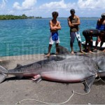 Massive Tiger Shark Outside Teahupoo Tahitians Catch Massive Tiger Shark in Teahupoo Nets