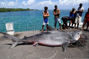 Tahitians Catch Massive Tiger Shark in Teahupoo Nets