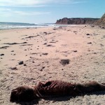 Bixby Shark Kill The notoriously shark-y coastline of the Bixby Ranch