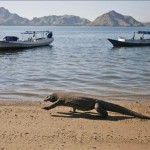 komodo-dragonx-large Komodo Dragon Attacks Are On The Rise