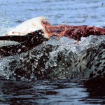 A penguin is viciously decapitated by an aggressive seal
