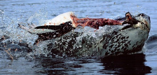 A penguin is viciously decapitated by an aggressive seal