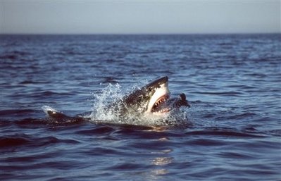 Great White Sharks Hunt Like Serial Killers