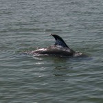 Tiger Shark Attack Mortally Wounds Rescued Dolphin