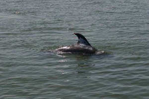 Tiger Shark Attack Mortally Wounds Rescued Dolphin