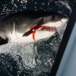 A Great White Shark was caught by fly fishermen off the La Jolla coast A Great White Shark was caught by fly fishermen off the La Jolla coast