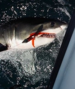 A Great White Shark was caught by fly fishermen off the La Jolla coast