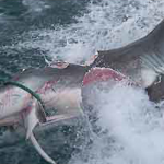 BIG FUCKING SHARK TERRORIZES AUSTRALIA
