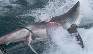 BIG FUCKING SHARK TERRORIZES AUSTRALIA BIG FUCKING SHARK TERRORIZES AUSTRALIA