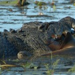 Giant Croc Devours Bull Shark Crocodile Eats Shark Near Cojo Ranch, California