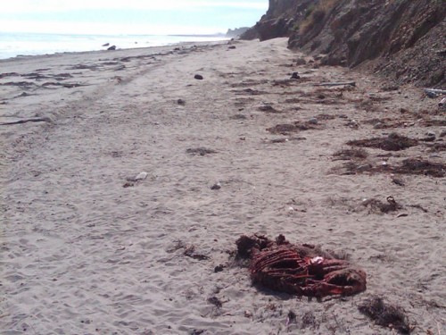 Cojo Ranch Shark Attack Carcass cojo shark massacre 2 500x375 EXCLUSIVE PICS OF COJO SHARK MASSACRE!!!