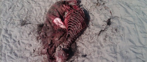 Cojo Ranch's Shark-Infested Waters Claim Another Victim cojo shark massacre 500x211 EXCLUSIVE PICS OF COJO SHARK MASSACRE!!!