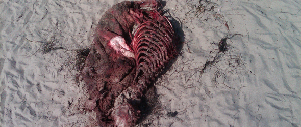 EXCLUSIVE PICS OF COJO SHARK MASSACRE!!!