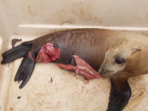 sea lion attacked2 500x375 GREAT WHITE SHARKS TERRORIZE SANTA BARBARA