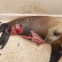 Great White Shark Attacks Sea Lion Great White Shark Attacks Sea Lion