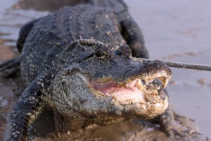 American Alligator - Photo by Cheryl Empey