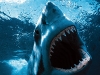 Great White Shark