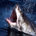 Great White Gaping Jaws
