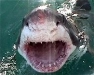 Great White Shark
