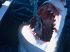 Great White Shark Fishing Boat