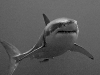 Great White Shark