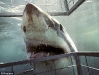Great White Shark Cage Diving